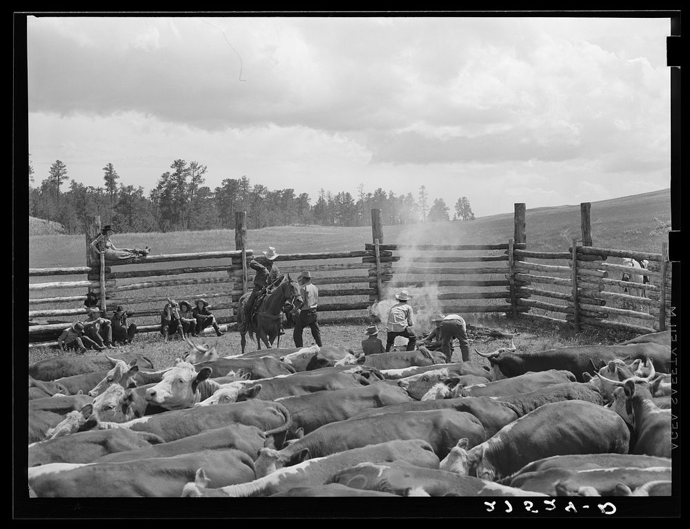 [Untitled photo, possibly related to: Branding. Three Circle roundup. Custer National Forest, Montana]. Sourced from the…