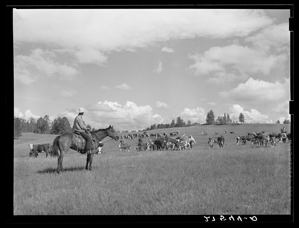 [Untitled photo, possibly related to: Three Circle roundup. Custer National Forest, Montana]. Sourced from the Library of…