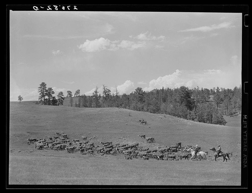 Three Circle roundup. Custer National Forest, Montana. Sourced from the Library of Congress.