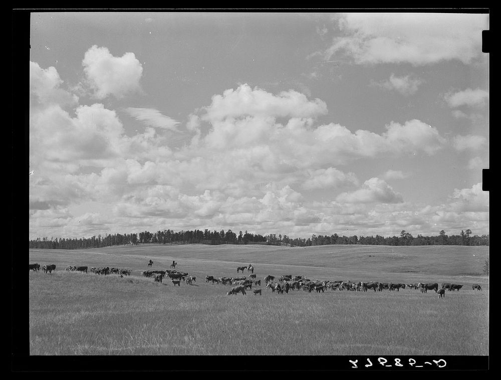 Three Circle roundup. Custer National Forest, Montana. Sourced from the Library of Congress.