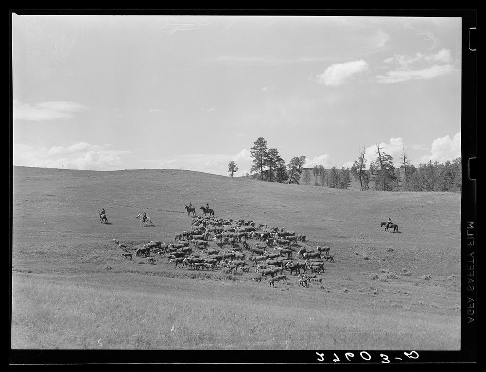 Driving cattle. Three Circle roundup. Custer Forest, Montana. Sourced from the Library of Congress.