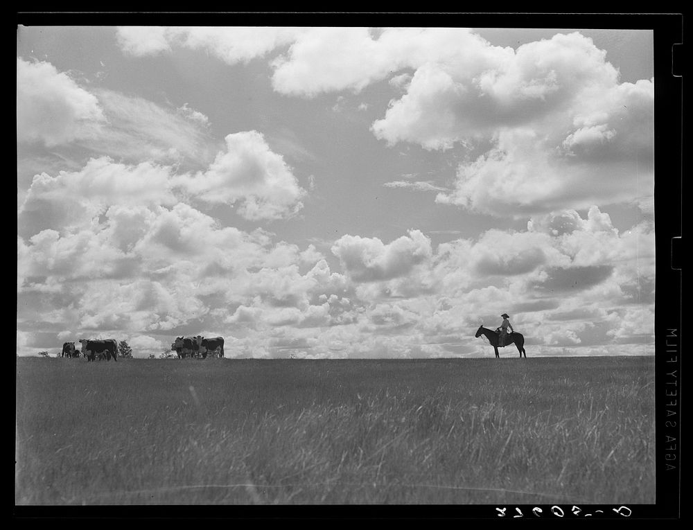 Cowhand with cattle. Three Circle roundup. Custer Forest, Montana. Sourced from the Library of Congress.