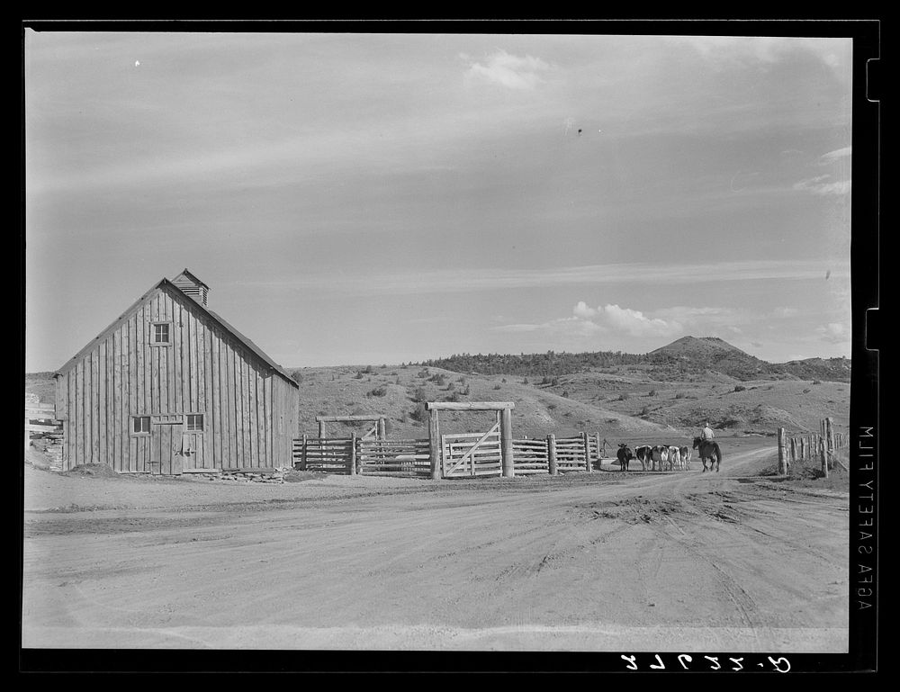 Bringing dairy cows in for milking. Quarter Circle 'U' Ranch, Montana. Sourced from the Library of Congress.