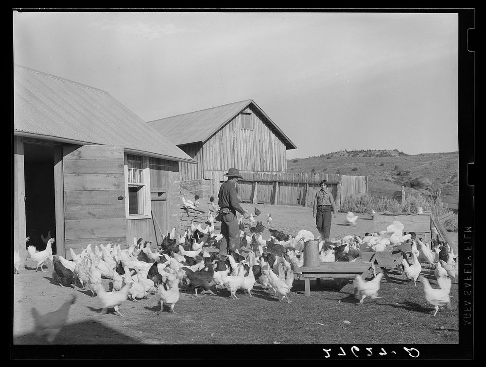 Feeding the chickens. Quarter Circle 'U' Ranch, Montana. Sourced from the Library of Congress.