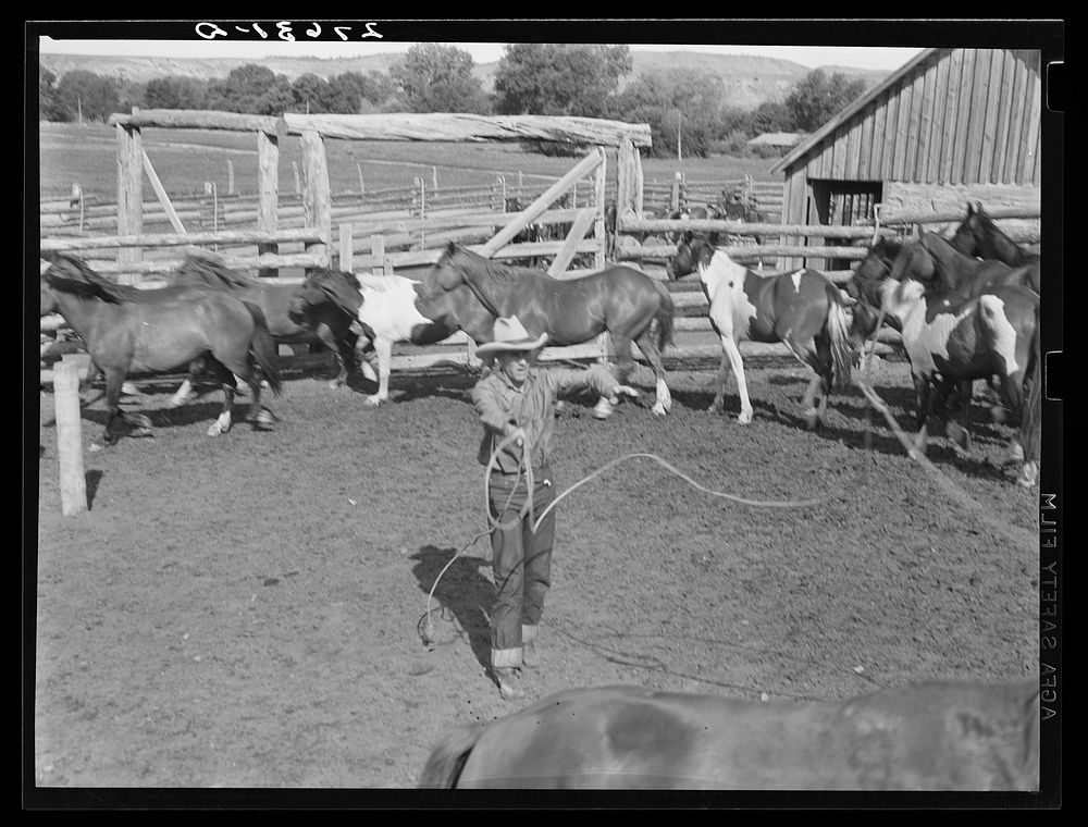 [Untitled photo, possibly related to: Roping a horse. Quarter Circle 'U' Ranch, Montana]. Sourced from the Library of…