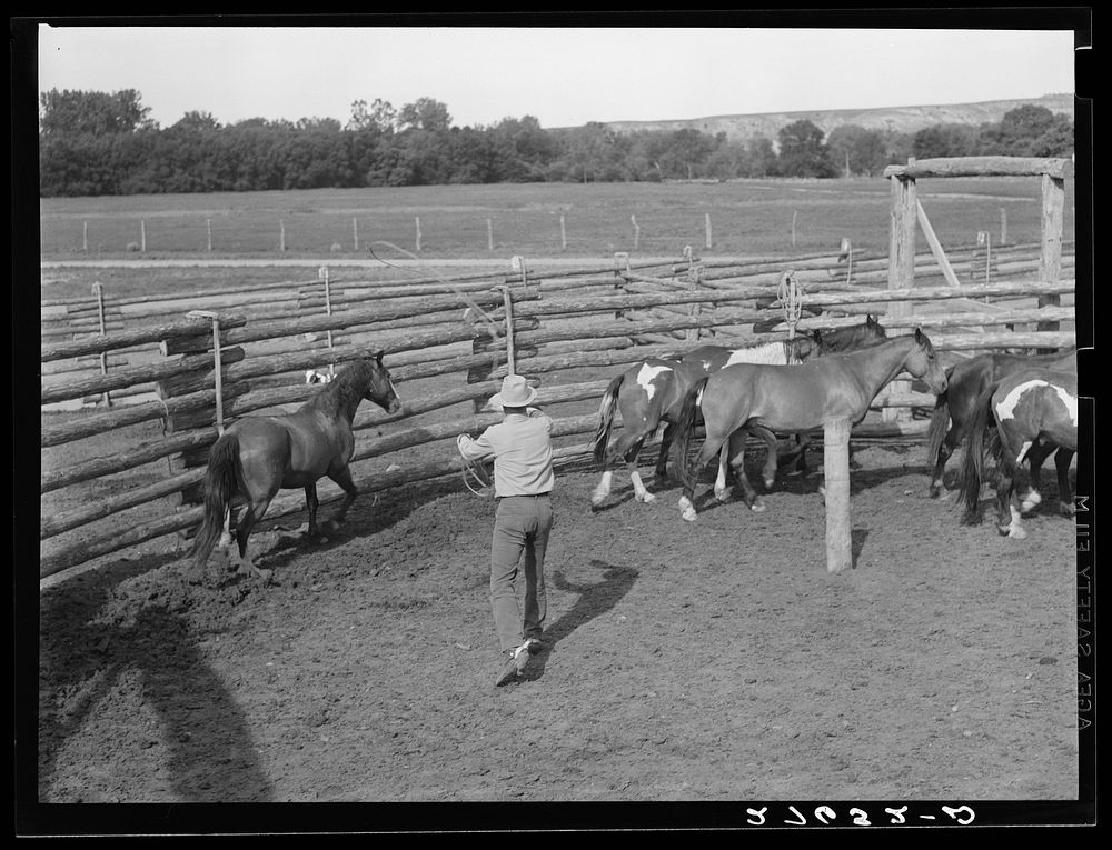 Roping a horse. Quarter Circle 'U' Ranch, Montana. Sourced from the Library of Congress.