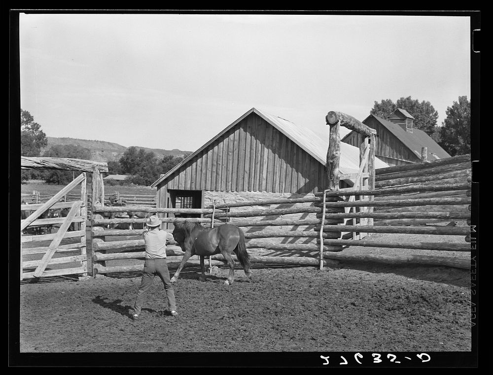 Roping a horse. Quarter Circle 'U' Ranch, Mont. Sourced from the Library of Congress.
