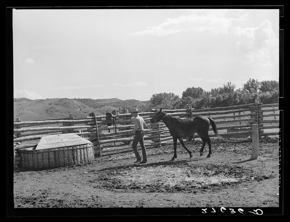 Leading a horse to be saddled. Quarter Circle 'U' Ranch, Montana. Sourced from the Library of Congress.