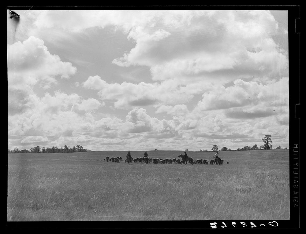 Driving cattle. Three Circle roundup. Custer National Forest, Montana. Sourced from the Library of Congress.