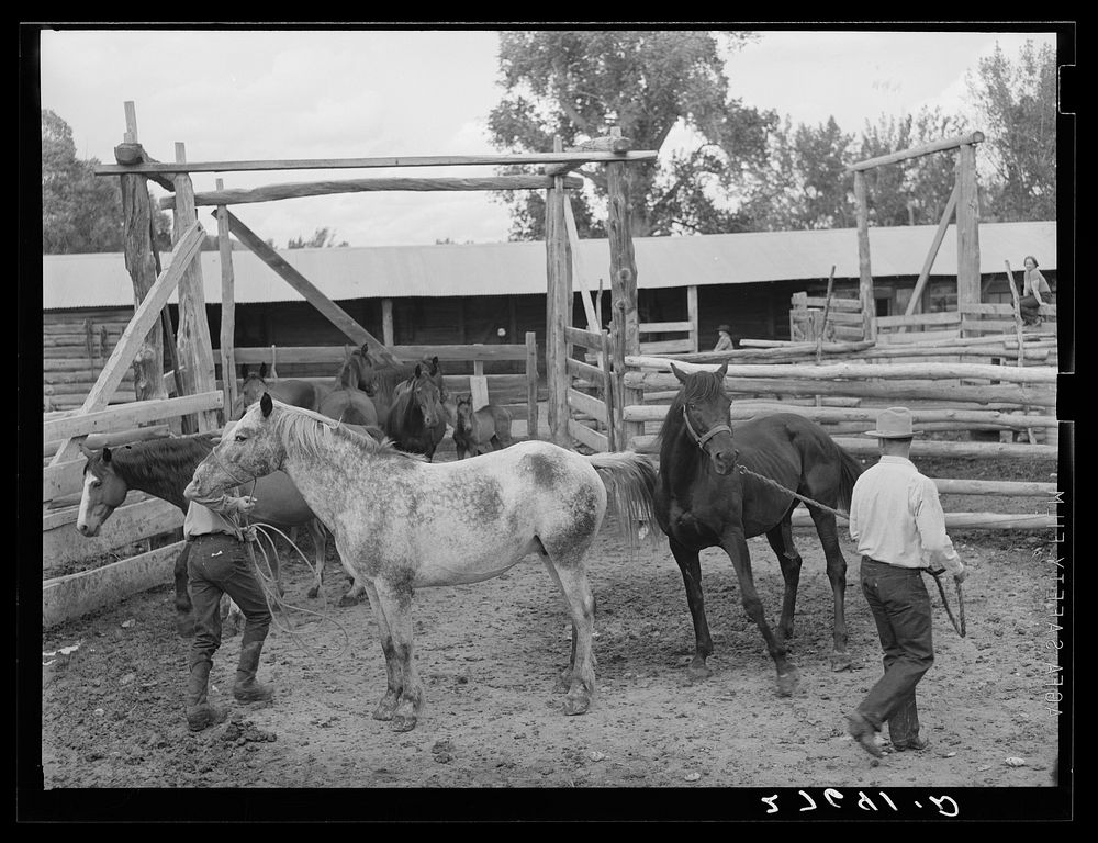 Horse breeding. Warren Brewster ranch. Montana. Sourced from the Library of Congress.