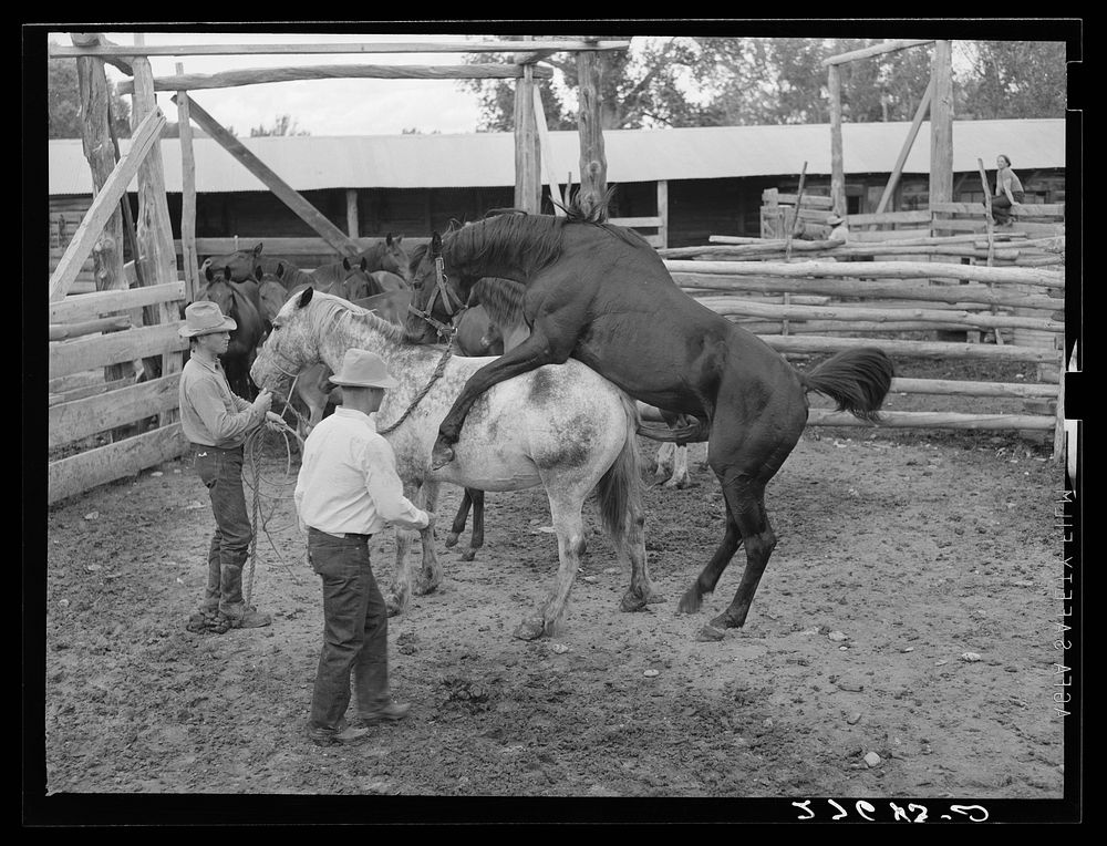 Horse breeding. Warren Brewster ranch. Montana. Sourced from the Library of Congress.