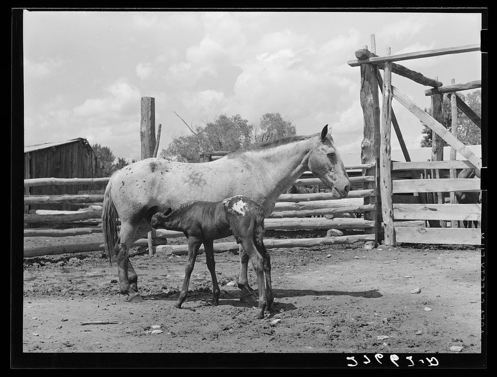[Untitled photo, possibly related to: Mare and colt. Warren Brewster ranch. Montana]. Sourced from the Library of Congress.
