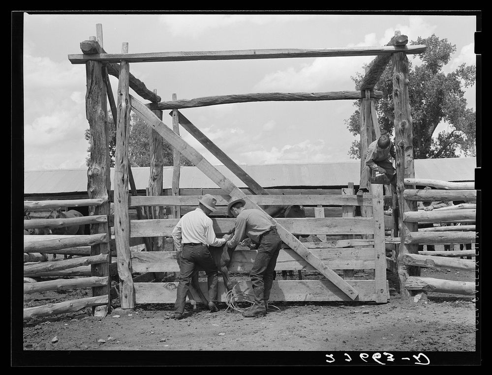 [Untitled photo, possibly related to: Vaccinating colt againstleg. Warren Brewster ranch, Montana]. Sourced from the Library…