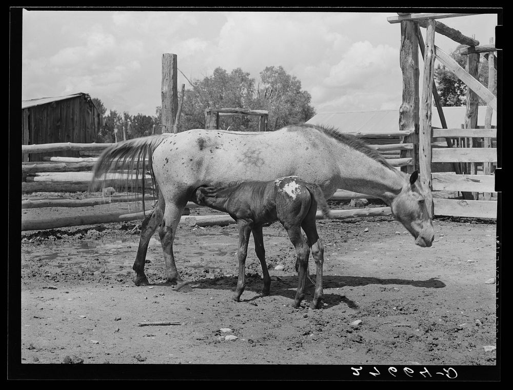 [Untitled photo, possibly related to: Mare and colt. Warren Brewster ranch. Montana]. Sourced from the Library of Congress.