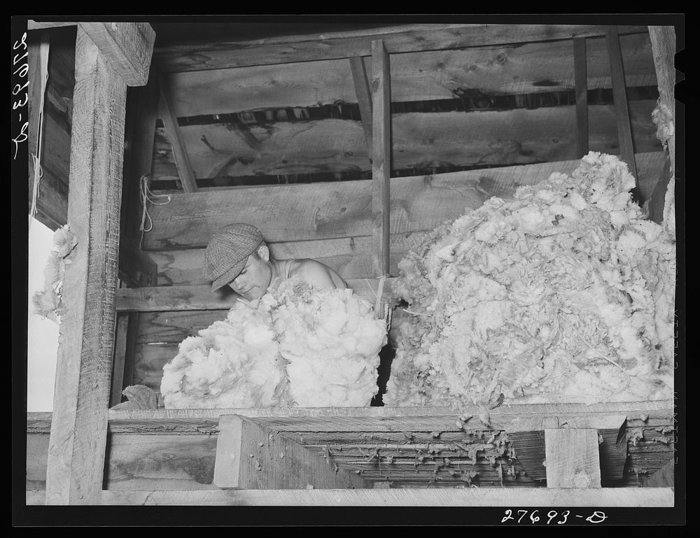 Wool from newly-shorn sheep. Rosebud County, Montana. Sourced from the Library of Congress.