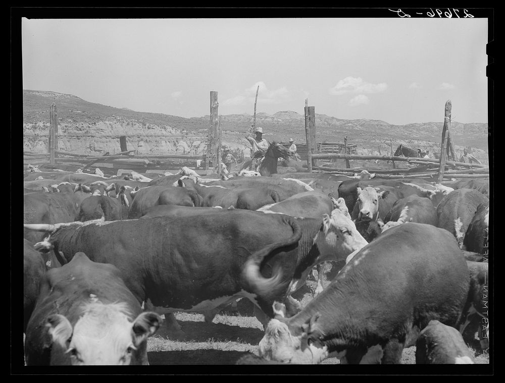 [Untitled photo, possibly related to: Cattle on William Tonn ranch. Custer County, Montana]. Sourced from the Library of…