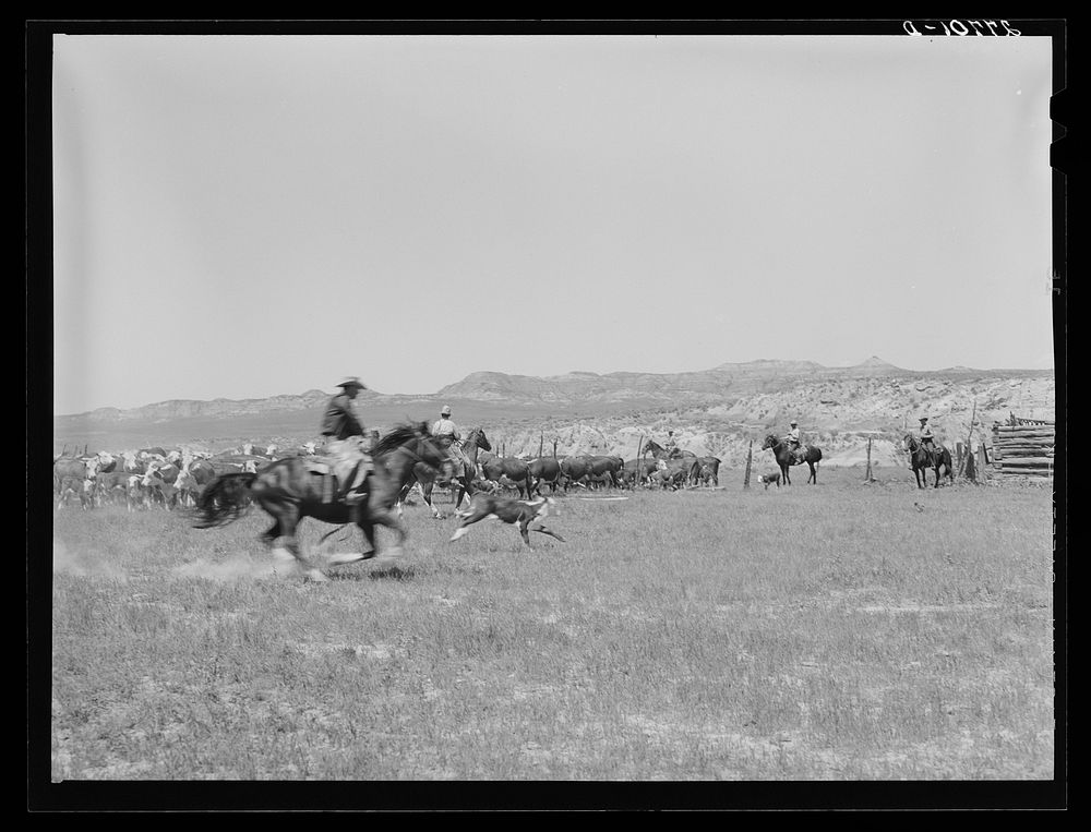 [Untitled photo, possibly related to: Roundup, William Tonn ranch. Custer County, Montana]. Sourced from the Library of…