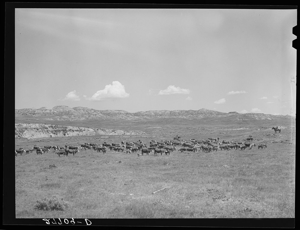 [Untitled photo, possibly related to: Roundup. William Tonn ranch, Montana]. Sourced from the Library of Congress.