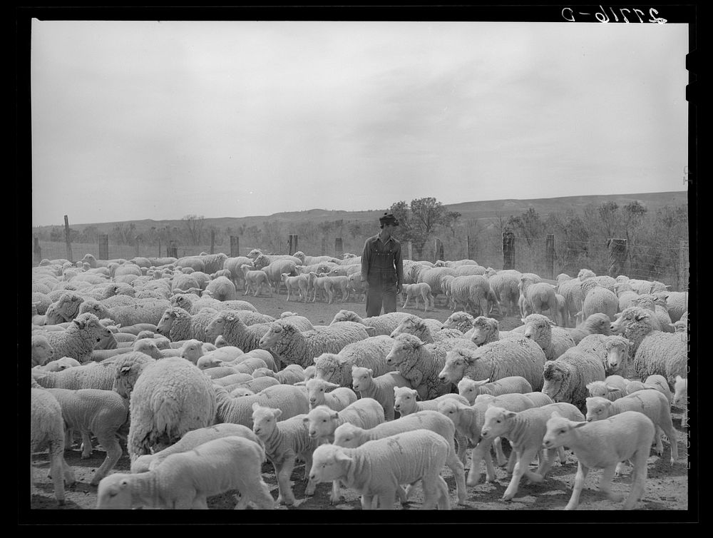 [Untitled photo, possibly related to: Sheep in shearing pen. Rosebud County, Montana]. Sourced from the Library of Congress.