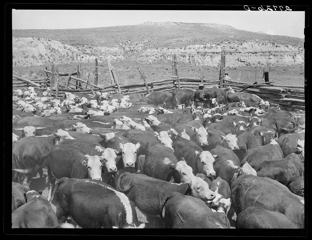 Cattle on William Tonn ranch. Custer County, Montana. Sourced from the Library of Congress.