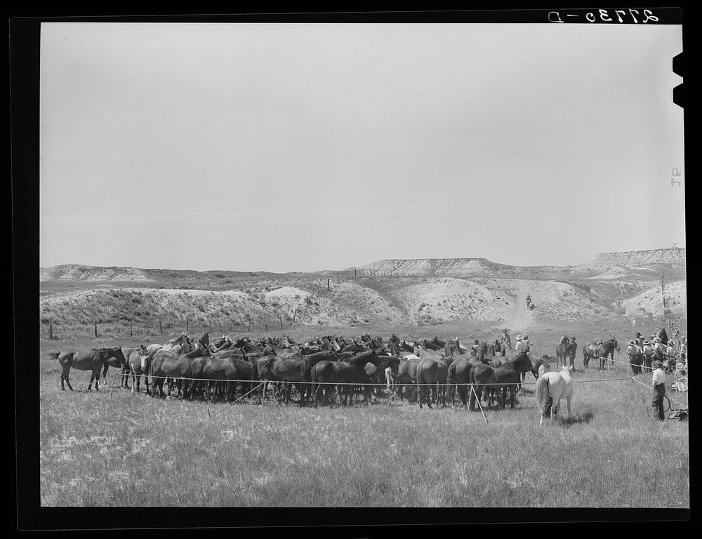Rope corral. Quarter Circle 'U' Ranch roundup. Big Horn County, Montana. Sourced from the Library of Congress.