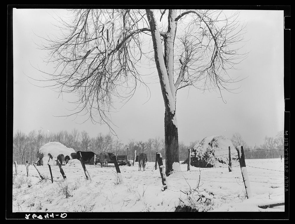 Winter farm scene. Williamson County, Illinois. Sourced from the Library of Congress.