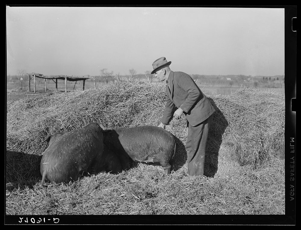 Tenant purchase client with hogs. Saline County, Illinois. General caption: this set of pictures shows the effect of a…