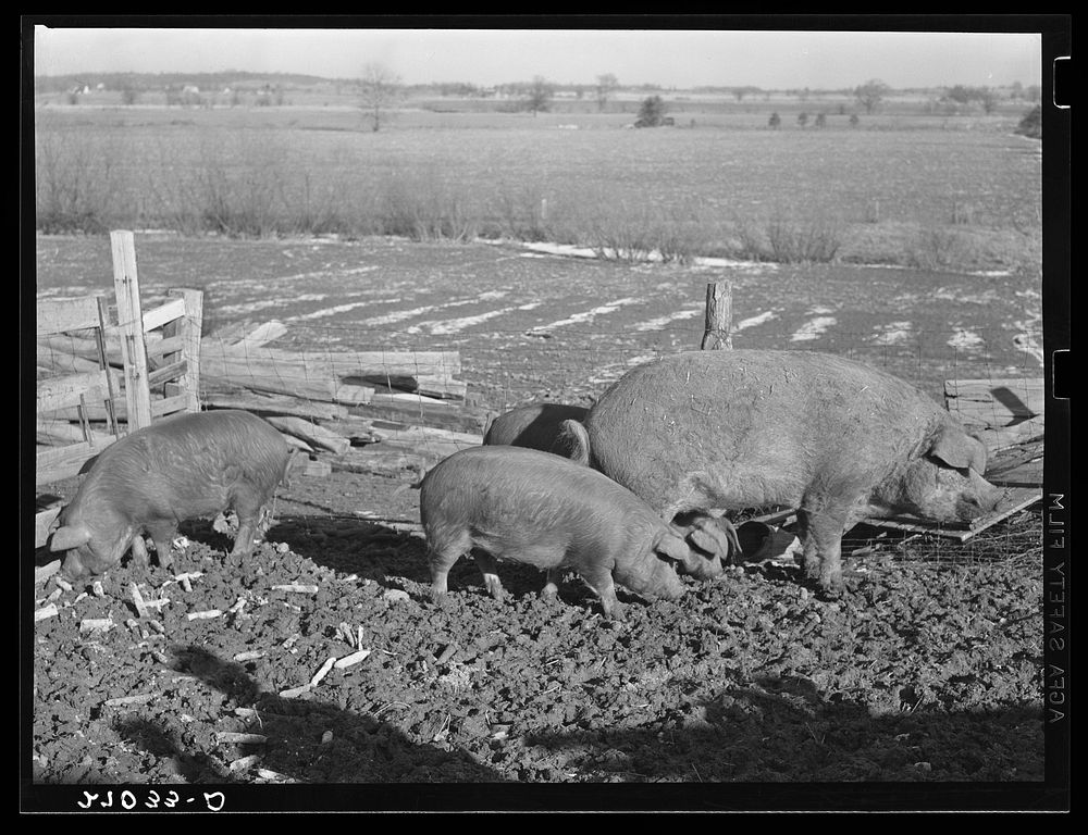 [Untitled photo, possibly related to: Tenant purchase client with hogs. Saline County, Illinois. General caption: this set…