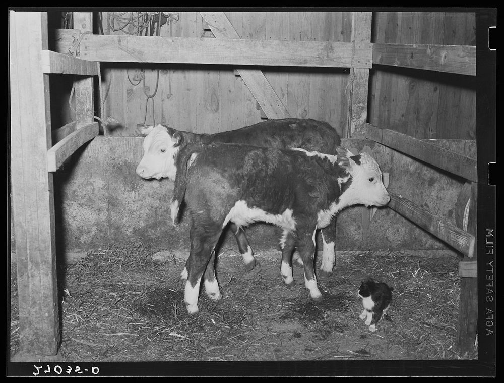 Tenant purchase client's calves. Saline County, Illinois. Sourced from the Library of Congress.