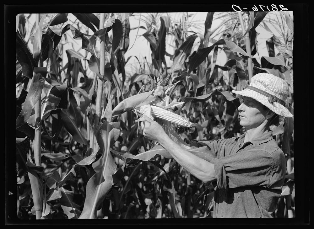 [Untitled photo, possibly related to: Ernest Maxwell with hybrid corn. Jasper County, Iowa]. Sourced from the Library of…