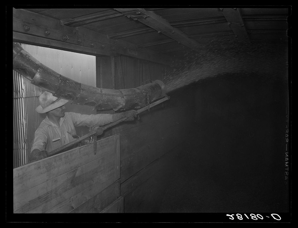 [Untitled photo, possibly related to: Filling a boxcar with shelled corn from elevator. Grundy Center, Iowa. Farmers'…