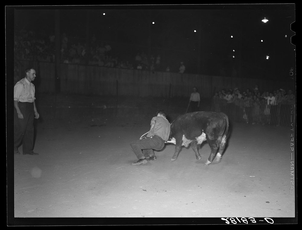 [Untitled photo, possibly related to: Calf-scramble, Central Iowa Fair. Marshalltown, Iowa]. Sourced from the Library of…