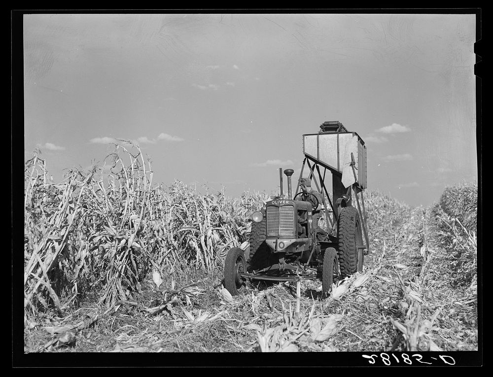 Harvesting hybrid seed corn. Robinson farm, Marshall County, Iowa. Sourced from the Library of Congress.