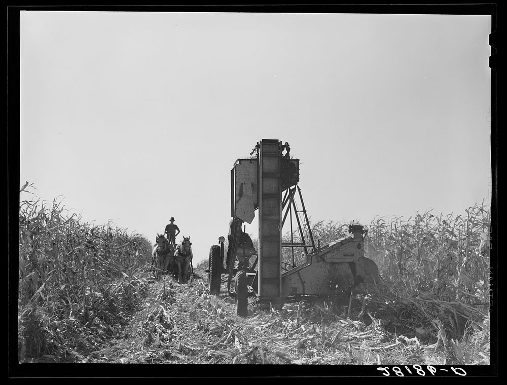 [Untitled photo, possibly related to: Harvesting hybrid seed corn. Robinson farm, Marshall County, Iowa]. Sourced from the…