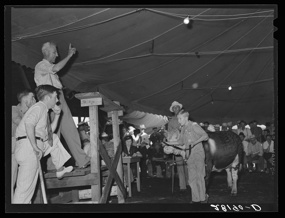 Auction of 4-H Club baby beeves. Central Iowa Fair, Marshalltown, Iowa. Sourced from the Library of Congress.