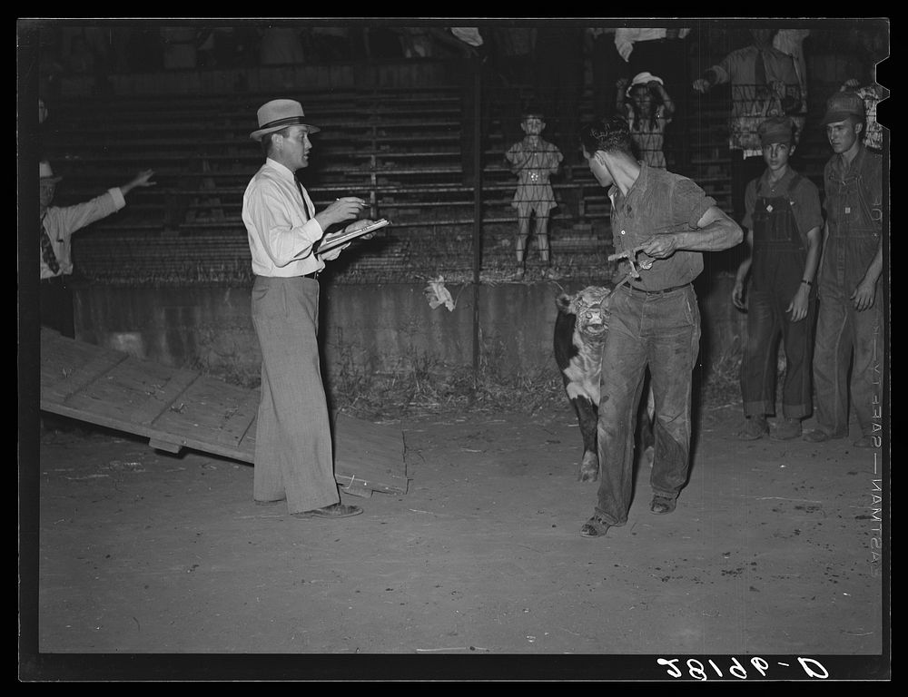 County agent checks off a winner of the calf-scramble. Central Iowa Fair, Marshalltown, Iowa. Sourced from the Library of…