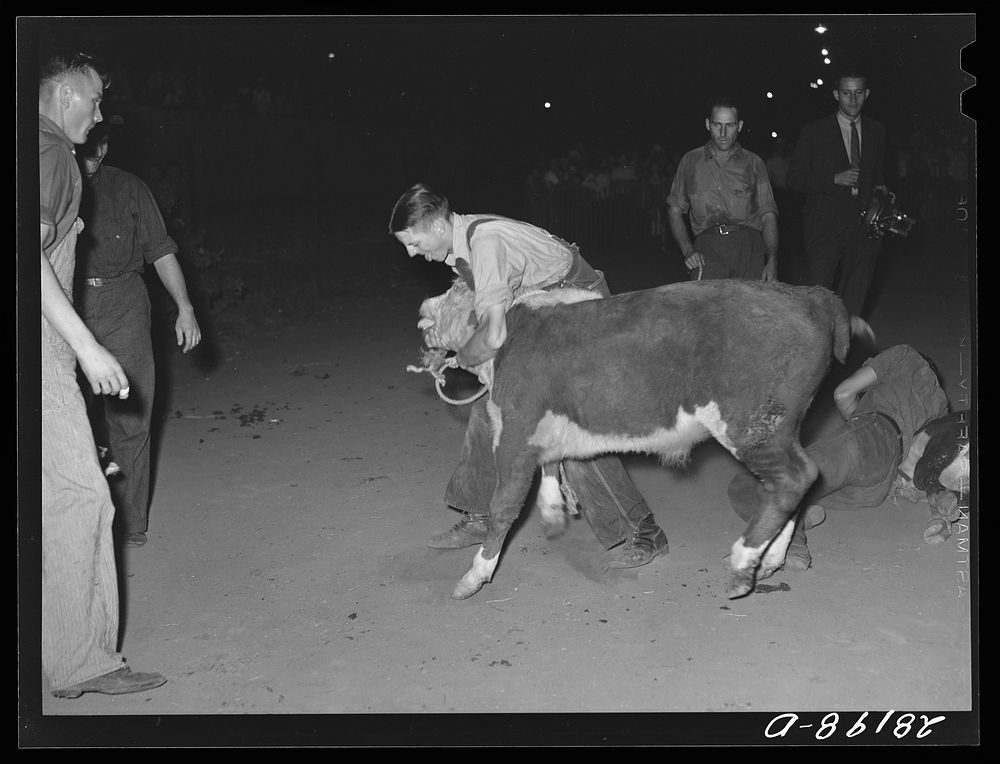 Boy trying to put a halter on calf during calf-scramble. Central Iowa Fair, Marshalltown, Iowa. Sourced from the Library of…