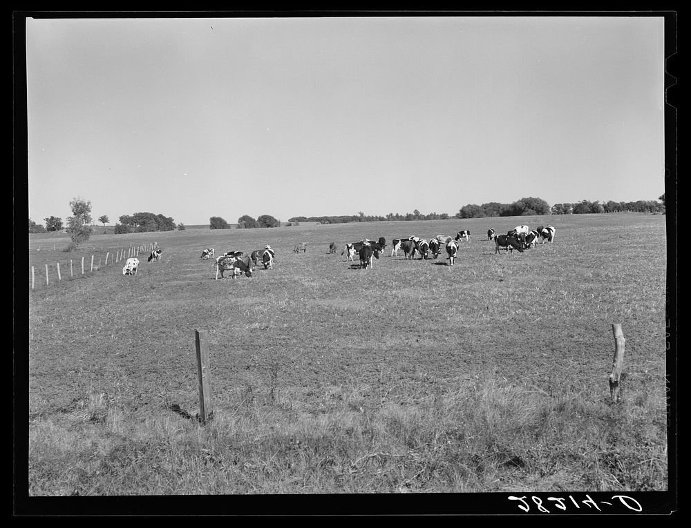 [Untitled photo, possibly related to: Dairy herd. Worth County, Iowa]. Sourced from the Library of Congress.