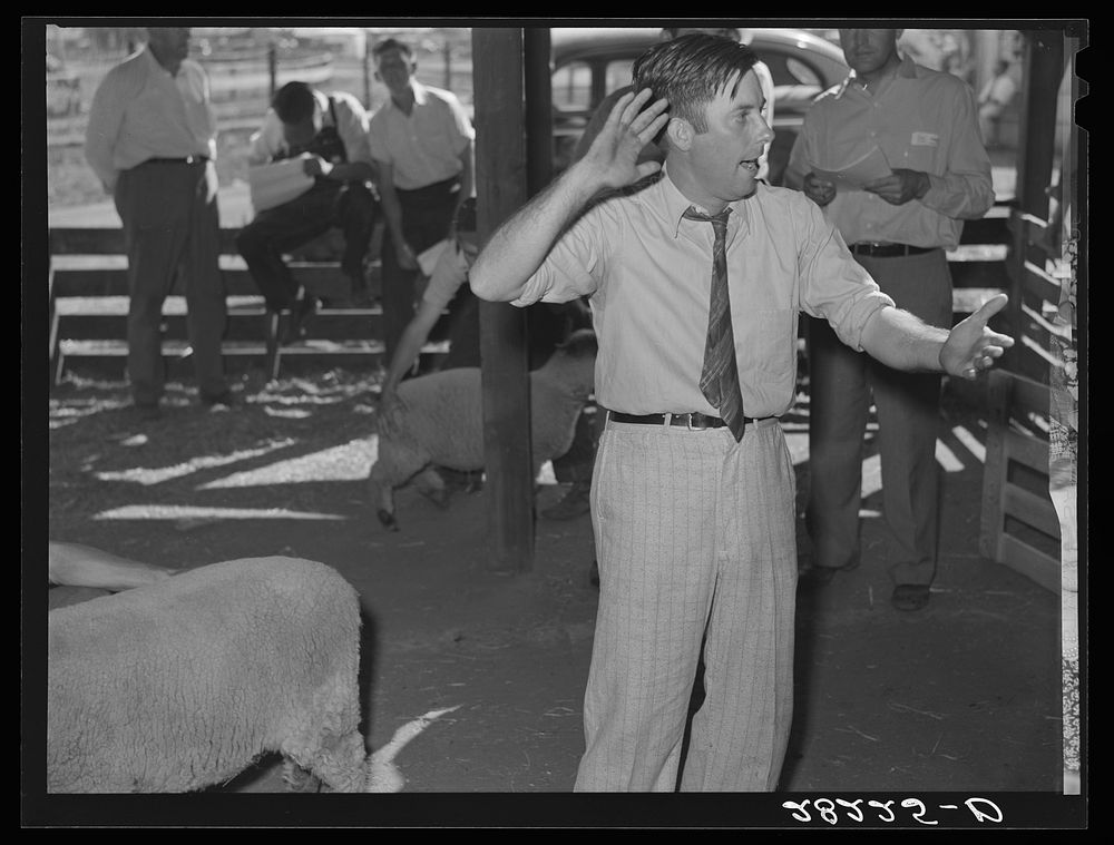 Auctioneer at 4-H Club lamb sale. Central Iowa Fair, Marshalltown, Iowa. Sourced from the Library of Congress.