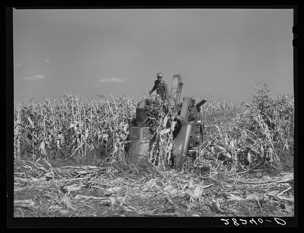 Harvesting hybrid seed corn with mechanical picker on Wayne Robinson farm. Marshall County, Iowa. Sourced from the Library…