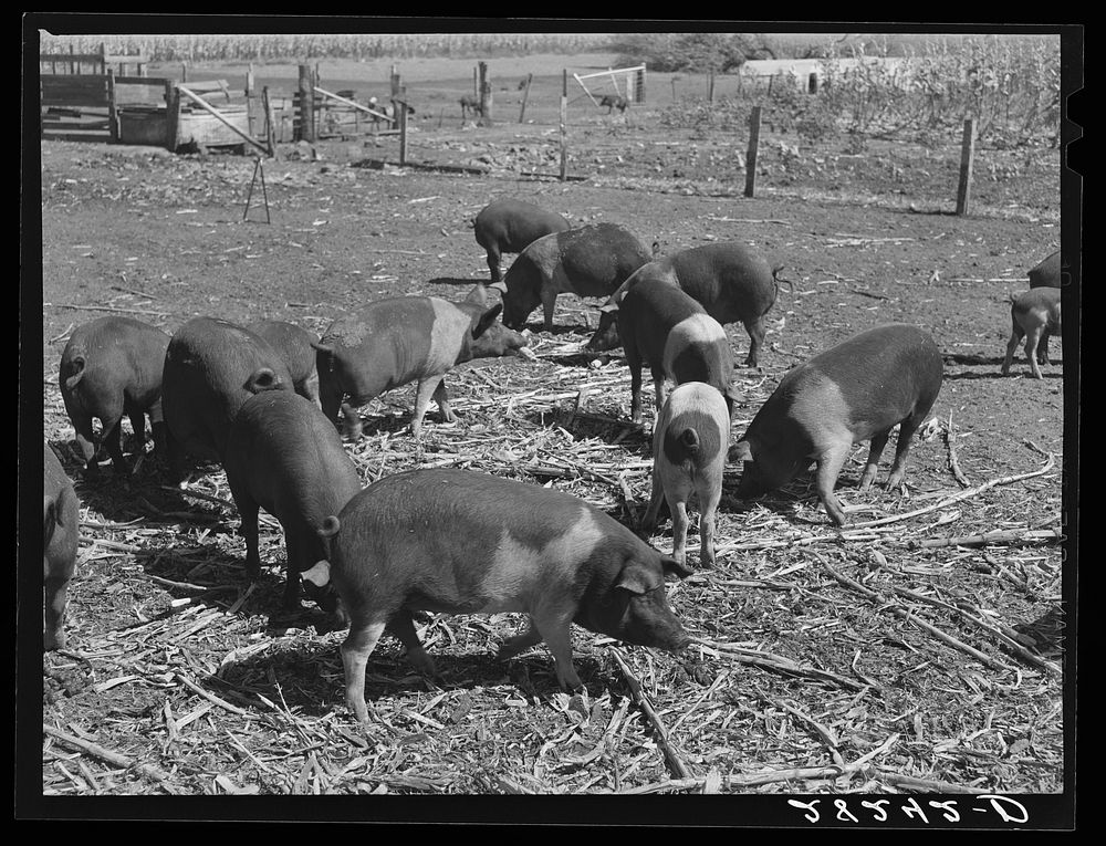 Poland China hogs at Passmore farm. Polk County, Iowa. Sourced from the Library of Congress.