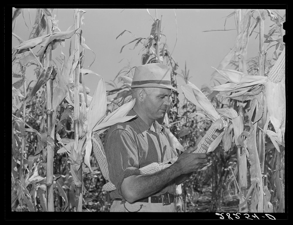 Luther Passmore, farmer, with hybrid corn. Polk County, Iowa. Sourced from the Library of Congress.