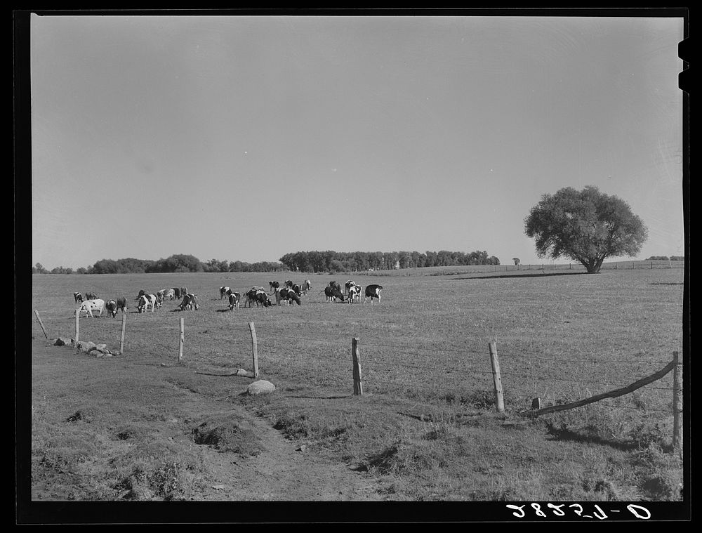 Dairy herd. Worth County, Iowa. Sourced from the Library of Congress.