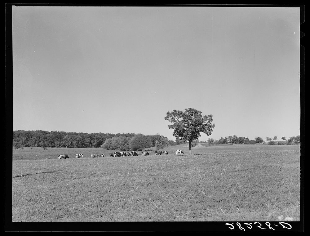 Dairy herd. Worth County, Iowa. Sourced from the Library of Congress.