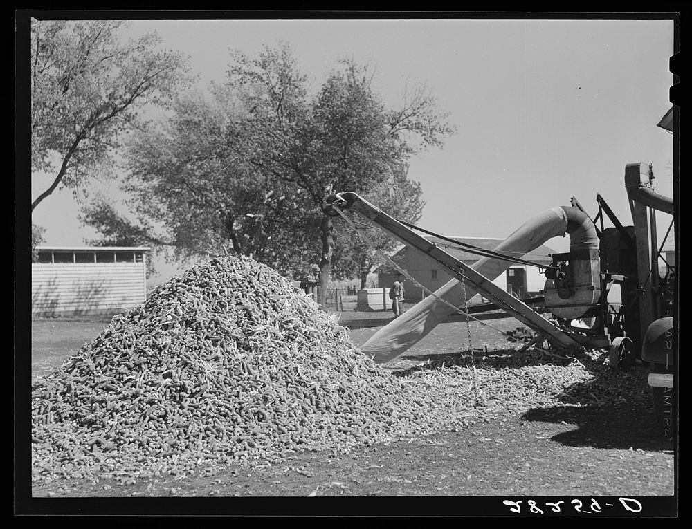 Corn cobs piled up while shelling corn. These are used for fuel. Passmore farm, Polk County, Iowa. Sourced from the Library…