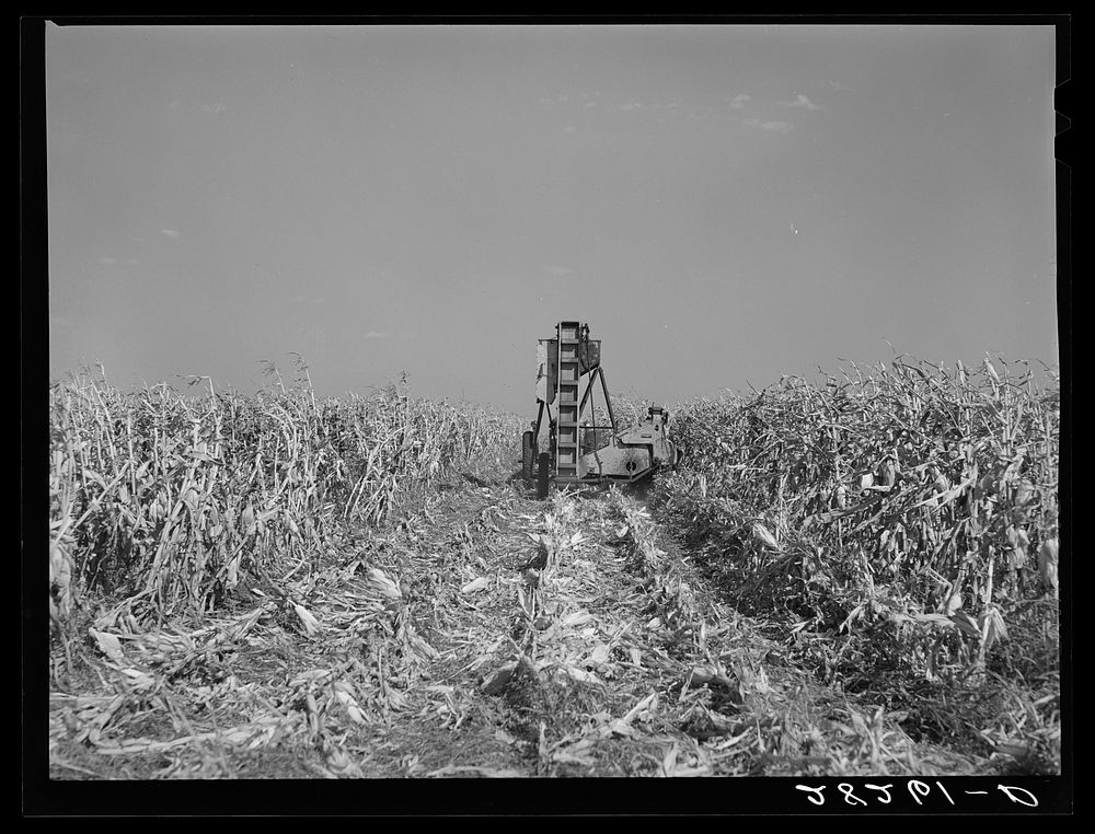 Harvesting hybrid seed corn with mechanical picker. Robinson farm, Marshall County, Iowa. Sourced from the Library of…