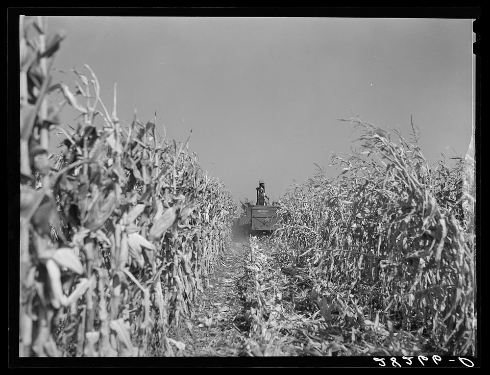Mechanical corn picker. Robinson farm, Marshall County, Iowa. Sourced from the Library of Congress.