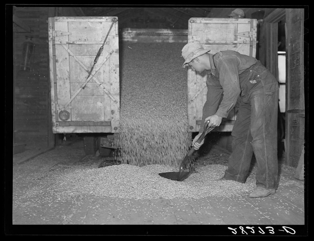 Unloading shelled corn at elevator. Grundy Center, Iowa. Farmers' cooperative elevator. Sourced from the Library of Congress.