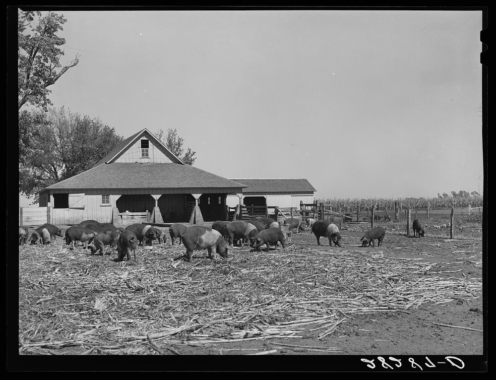 Poland China hogs on Luther Passmore farm. Polk County, Iowa. Sourced from the Library of Congress.