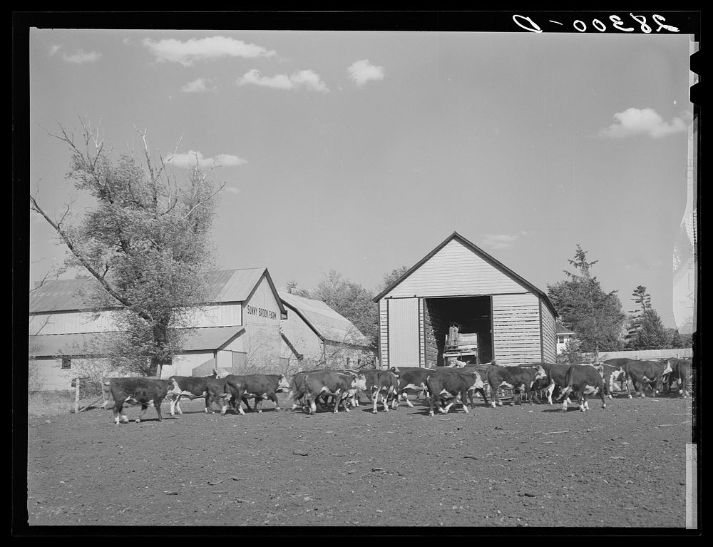 Feeder cattle on Plager farm. Grundy County, Iowa. Sourced from the Library of Congress.
